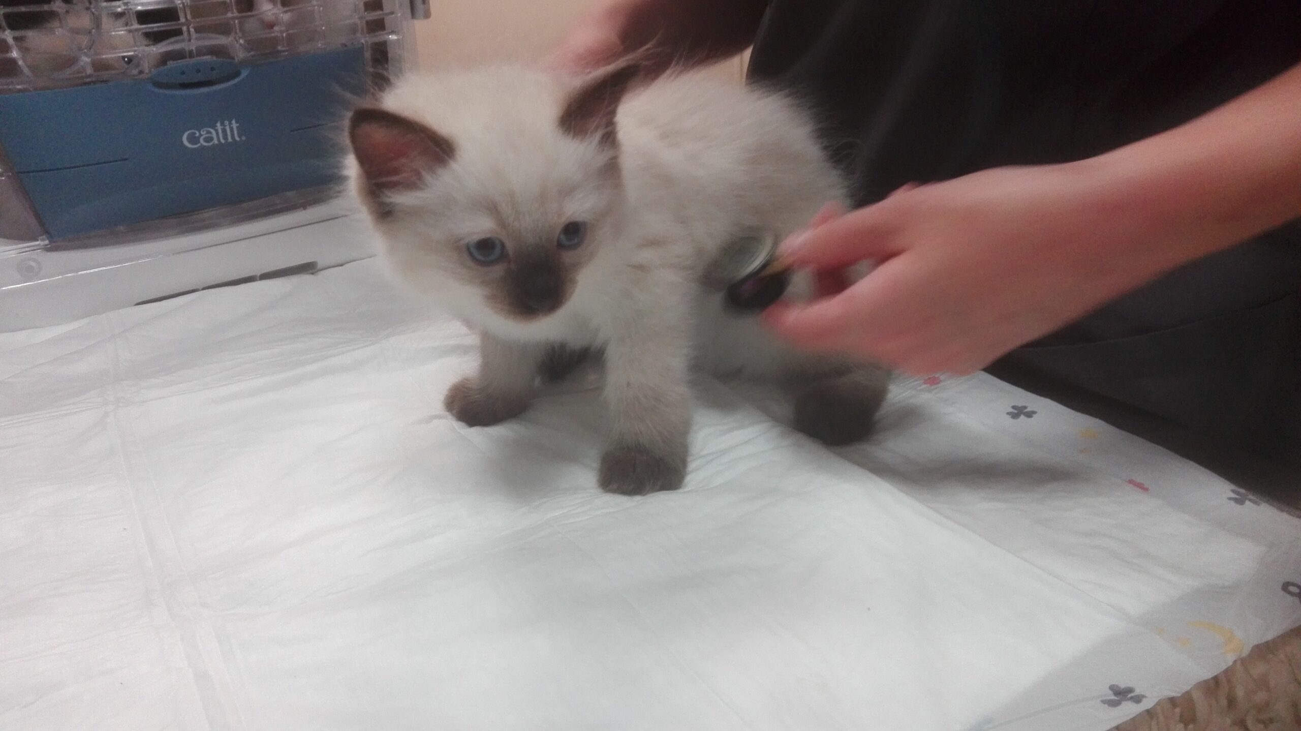 Igor beim Impfen. Oh, nee was wird denn das ?