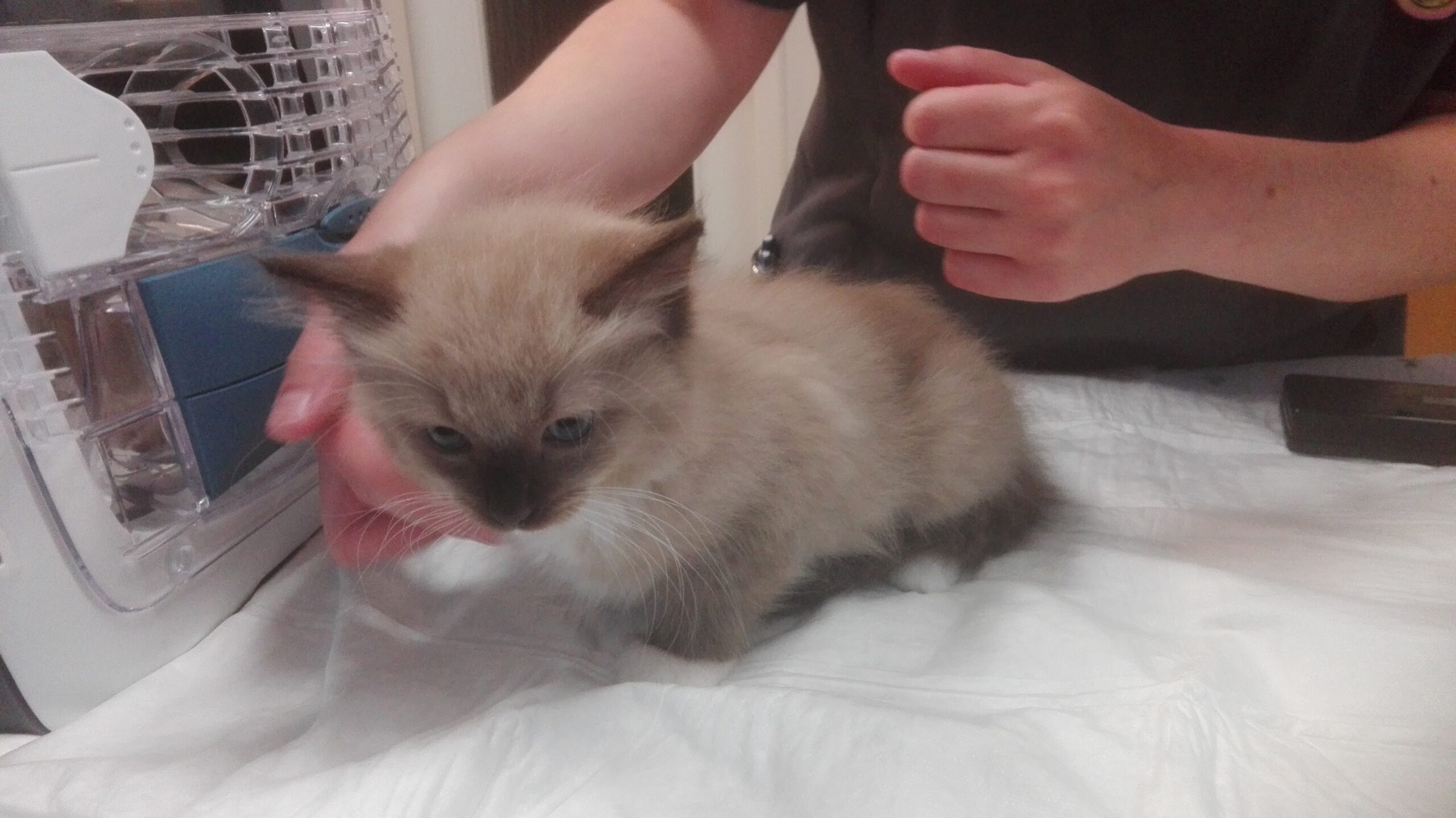 Ivo beim Impfen. Ihm macht das garnichts aus, wie immer relaxt.