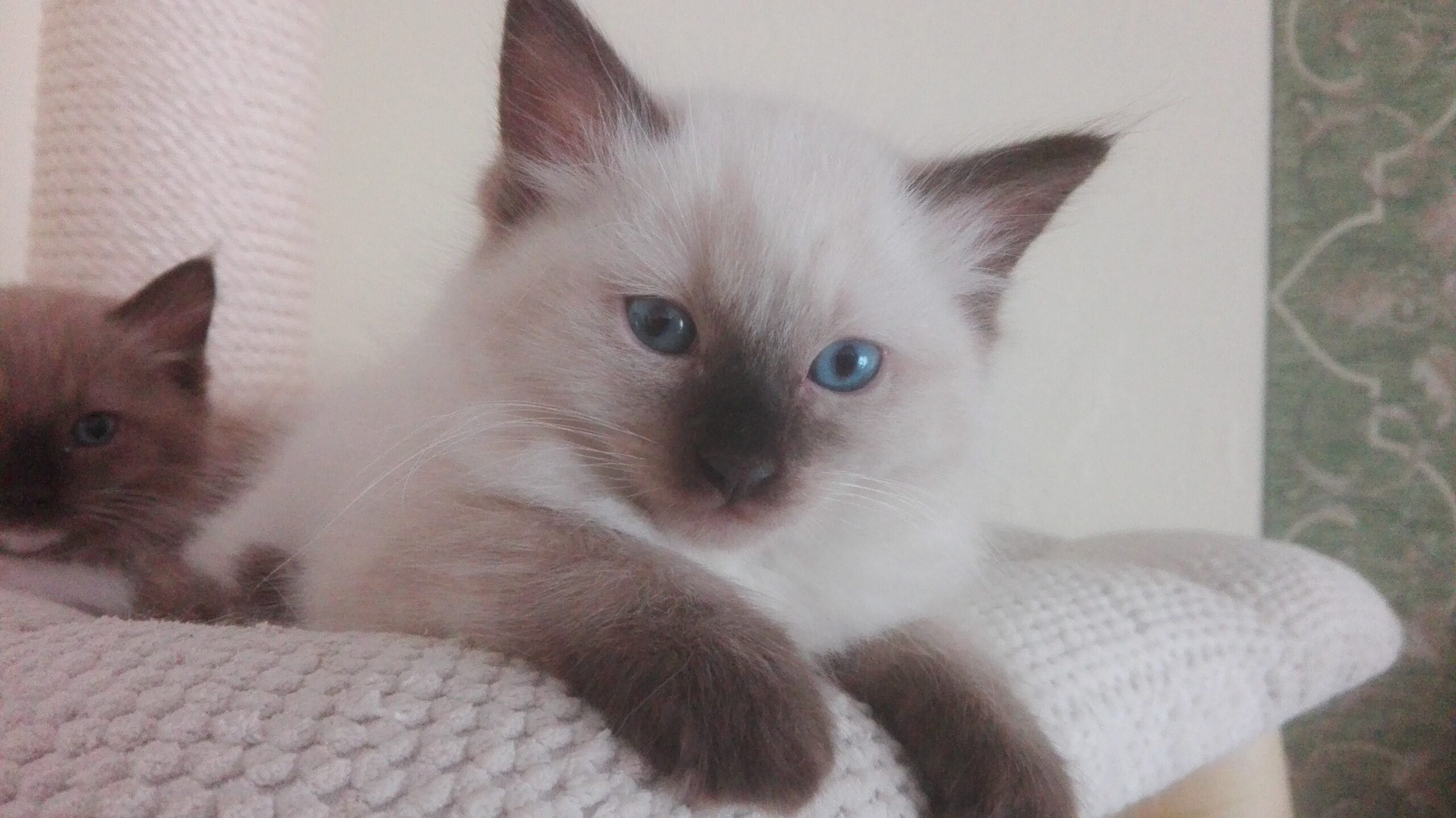 beim Relaxen Igor 12 Wochen alt