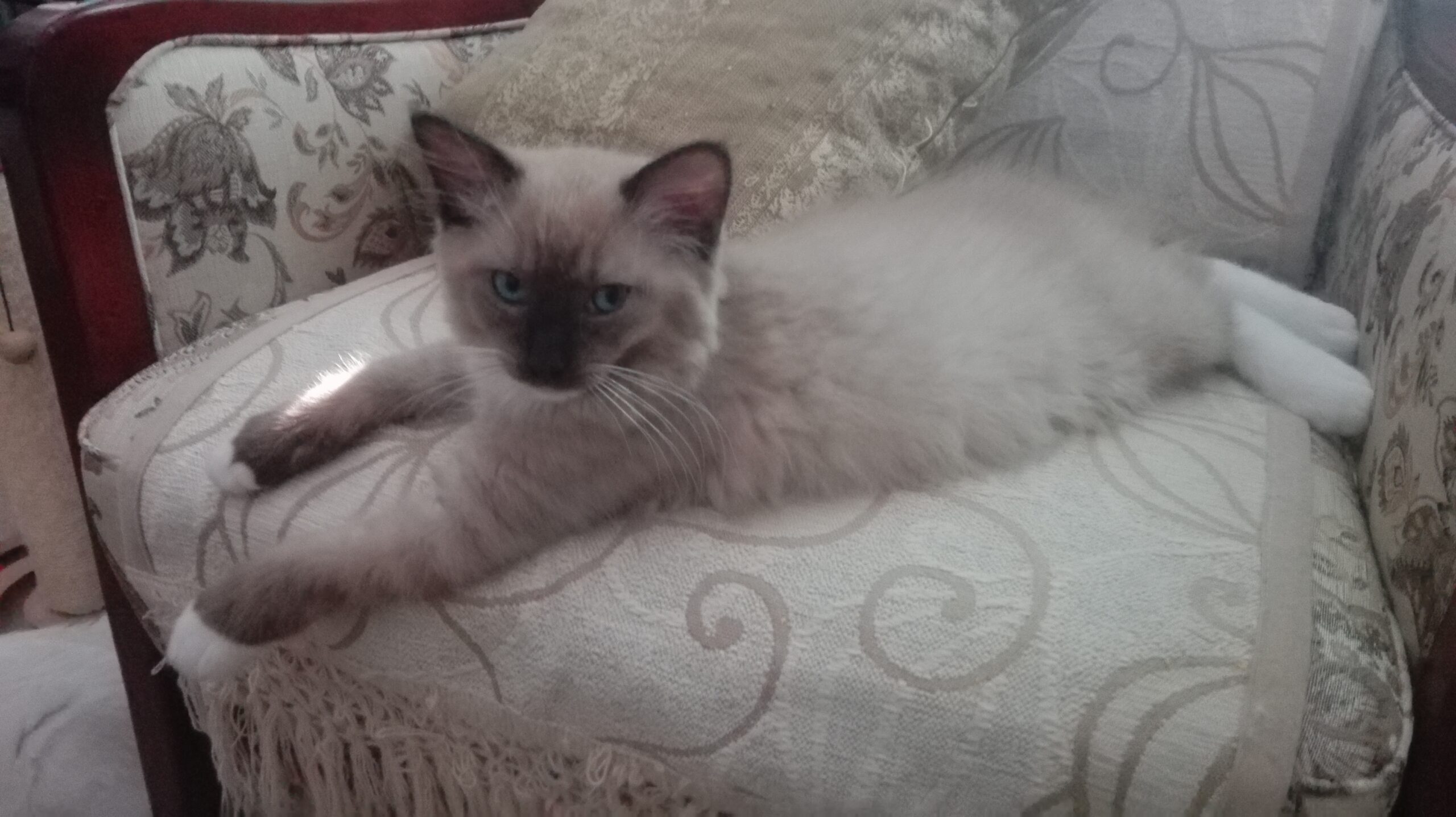 Ivo auf seinem Lieblingssessel